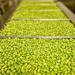 Load image into Gallery viewer, Freeze Dried Fully Cooked Shelled Edamame
