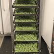 Load image into Gallery viewer, Freeze Dried Green Peas
