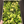 Load image into Gallery viewer, Freeze Dried Broccoli Florets
