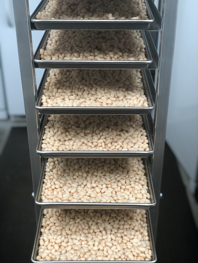 Freeze Dried Fully Cooked Small White Navy Beans