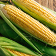 Load image into Gallery viewer, Freeze Dried Corn
